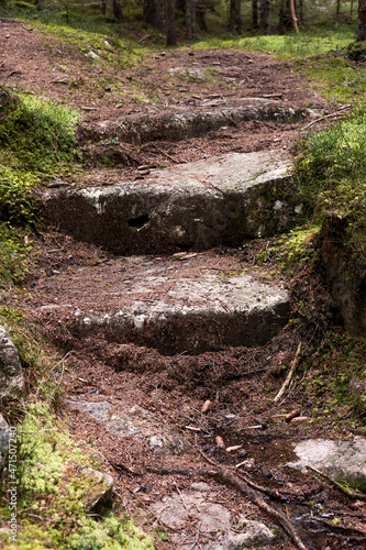 natural stairway in the forest