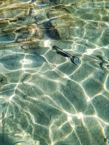 Surgeon fish swims in the clear crystal water of the Red sea