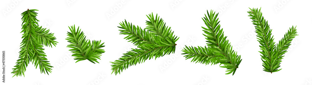 Pine tree branch isolated fir vector decoration xmas green background evergreen transparent spruce - obrazy, fototapety, plakaty 