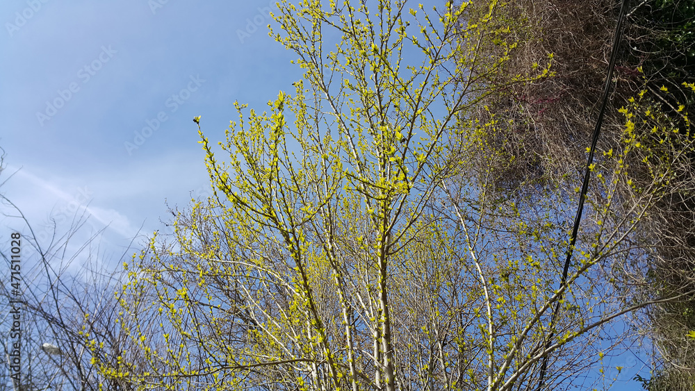 Fototapeta premium green tree branches