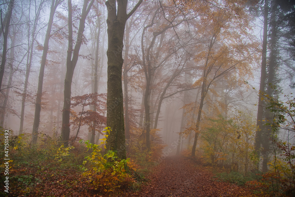 Nebewald im Kaiserstuhl