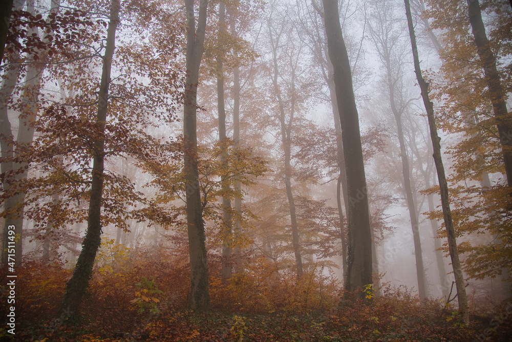 Nebewald im Kaiserstuhl Nebewald im Kaiserstuhl