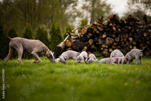 Weimaraner puppies on the grass in the garden. 