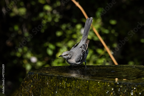 Northern Mockingbird (Mimus polyglottos) Bathing on a Hot Summer Day photo