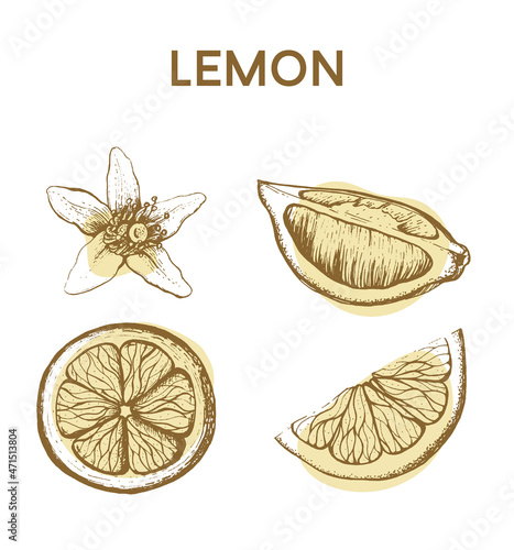 Lemon hand drawing vector illustration. 