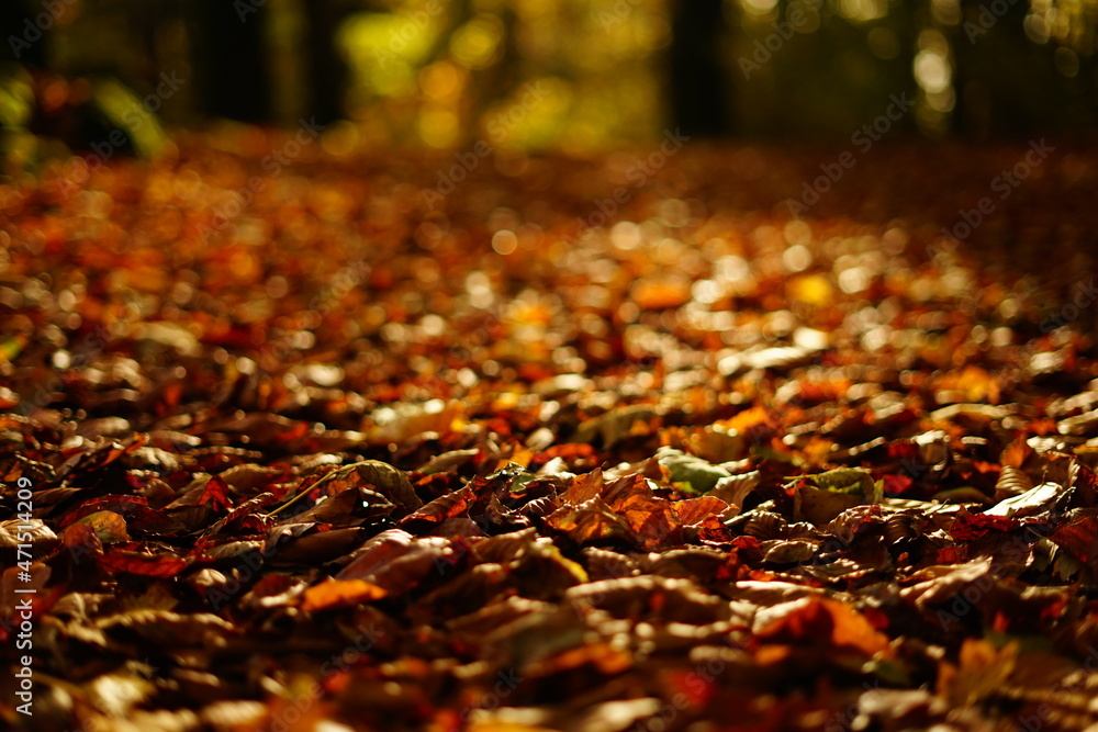 Fallen leaves in the beechwood in a fall day Fallen leaves in the beechwood in a fall day