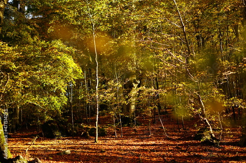 Beechwood in autumn in Soriano nel Cimino, Lazio, Italy
