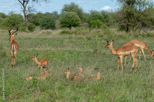 Impala antelope calves - Aepyceros melampus - lying in long green grass while the adult impala are grazing around them.  Location: Kruger National Park, South Africa. © Fearless on 4 Wheels