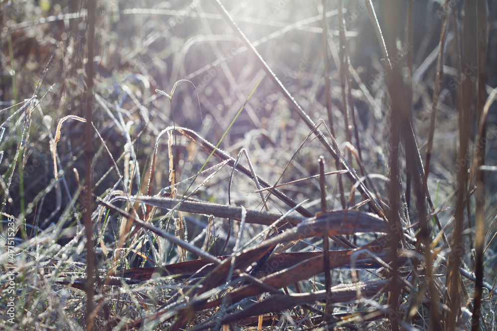 Frosty wildlife meadow on the sunny beautiful day. Frosty wildlife meadow on the sunny beautiful day.