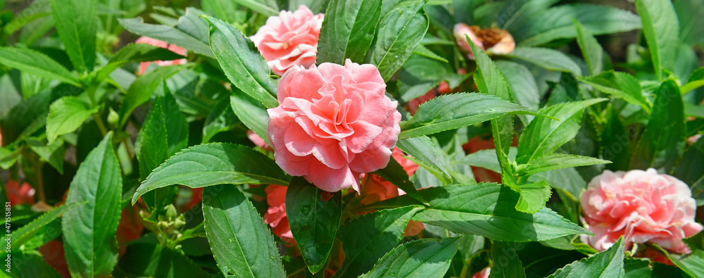 Beautiful pink Balsam flower in the garden.