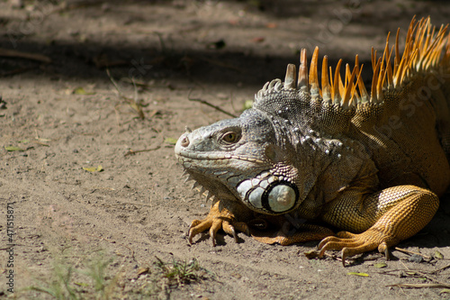 Iguana macho bajo el sol 