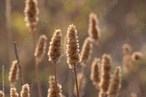 closeup of grass in the sun