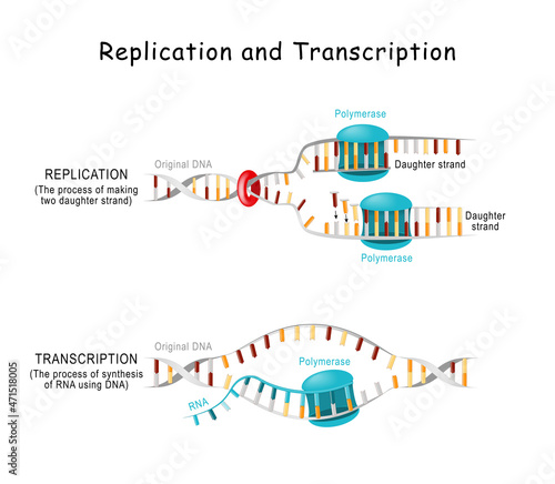 DNA Replication and Transcription