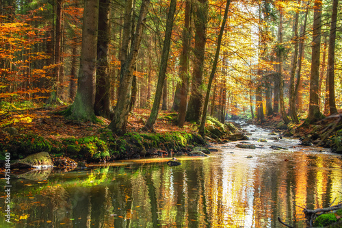 Beautiful autumn day in a colorful forest with a flowing river in the Czech Republic © Tomas Hejlek