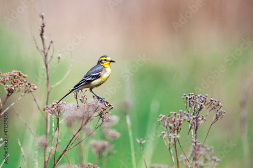 The citrine wagtail (Motacilla citreola) is a small songbird in the family Motacillidae.	