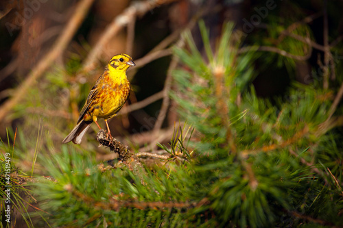 The yellowhammer (Emberiza citrinella) is a passerine bird.
 photo