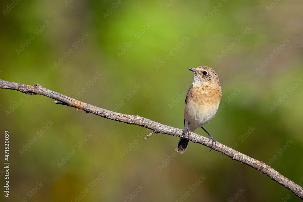Fototapeta premium The whinchat (Saxicola rubetra) is a small migratory passerine bird