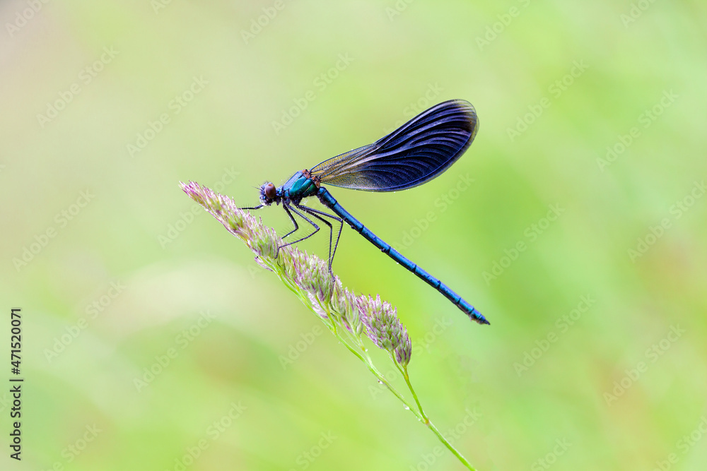 Dragonflies of Central Russia. Morning awakening Dragonflies of Central Russia. Morning awakening