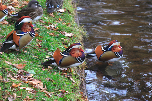 Mandarinente im Herbst