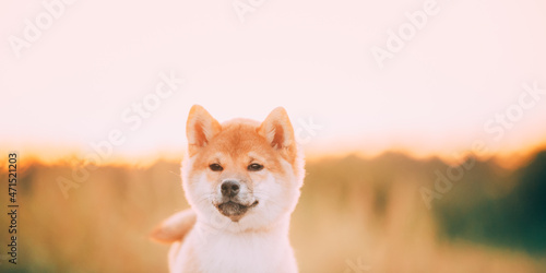 Close Up Portrait Beautiful Young Red Shiba Inu Puppy Dog During Sunset.