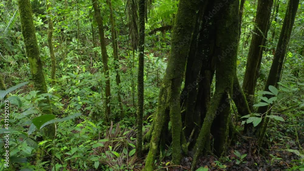Tree in tropical forest with large roots which is typical for rainforest trees Tree in tropical forest with large roots which is typical for rainforest trees