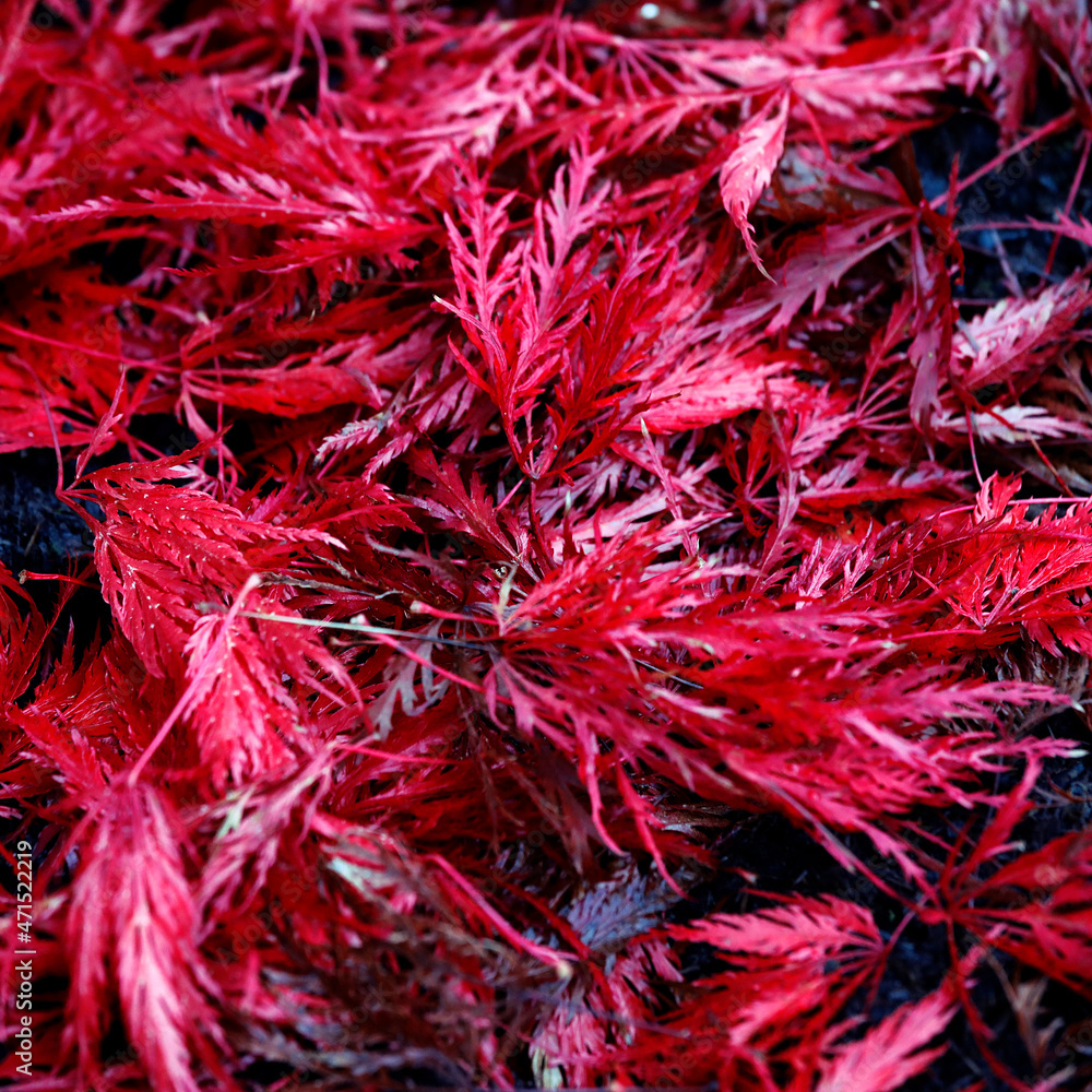 Red leaves of the maple, abstract, minimalist plants photography Red leaves of the maple, abstract, minimalist plants photography