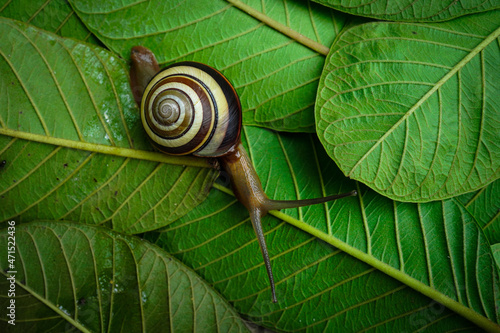 Fotobehang Close-up Of Snail On Leaves