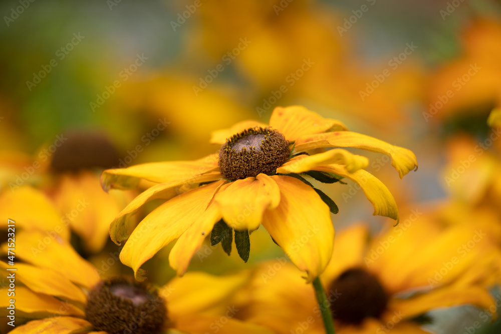 Closeup of flowers of Coneflower (Rudbeckia) in late summer in a garden Closeup of flowers of Coneflower (Rudbeckia) in late summer in a garden