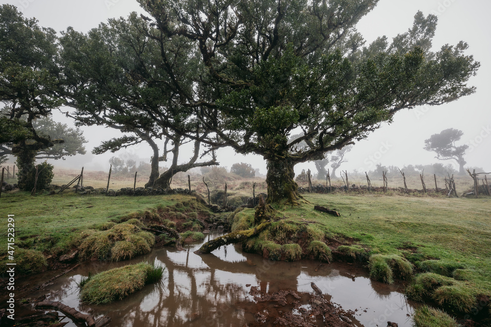 Foggy and mysterious Fanal forest during a rainy morning in Madeira. Foggy and mysterious Fanal forest during a rainy morning in Madeira.