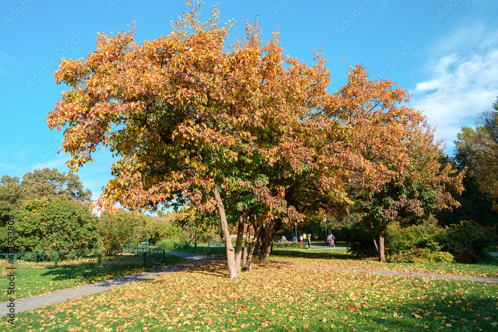 Naklejka premium Autumn tree on dry meadow over blue sky background