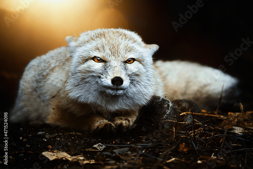 Corsac Fox (Vulpes corsac)in the sunset Fototapete