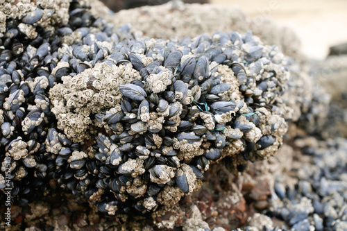 Canvas Print Close-up Of Mussel Colony On Rock
