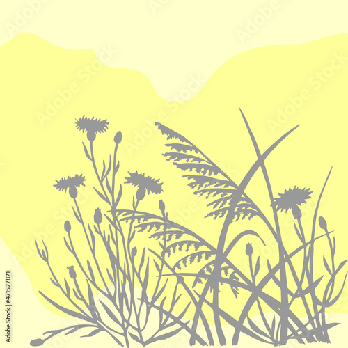 illustration of field herbs in pastel colors