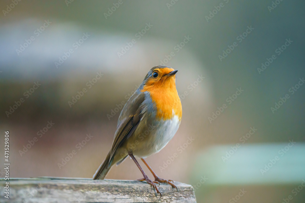 a robin redbreast (Erithacus rubecula) on a wooden bird feeder table a robin redbreast (Erithacus rubecula) on a wooden bird feeder table