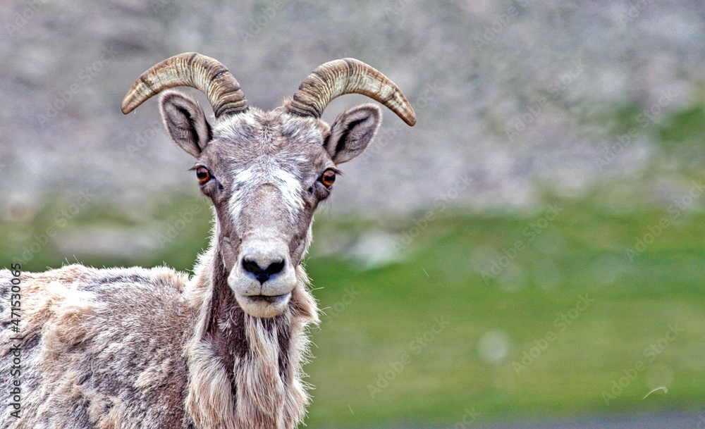 Close-up of a Rocky Mountain bighorn sheep on Mount Evans, Colorado Close-up of a Rocky Mountain bighorn sheep on Mount Evans, Colorado