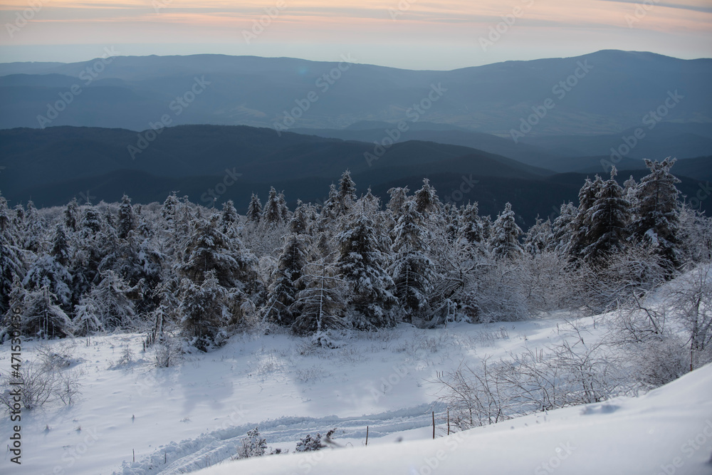 Winter landscape, wintry scene of frosty trees on snowy foggy background. Scenery in winter.