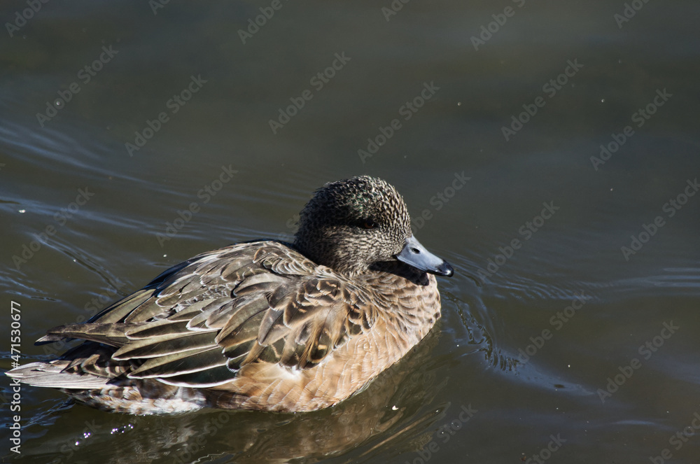 Fototapeta premium An American Wigeon in a Pond