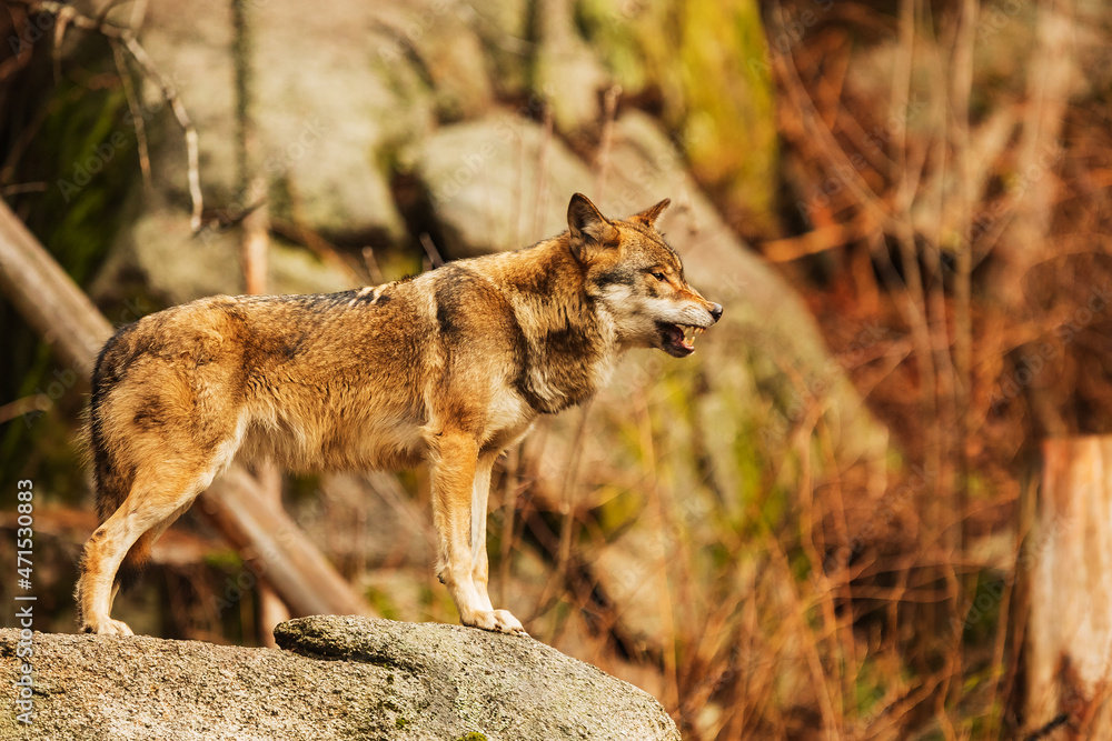 Eurasian wolf (Canis lupus lupus) standing on a big rock in the woods Eurasian wolf (Canis lupus lupus) standing on a big rock in the woods
