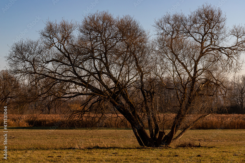 huge leafless willow tree in middle of yellow meadow