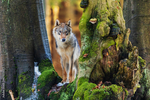 Eurasian wolf (Canis lupus lupus) peeking between two trees