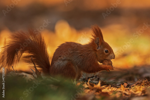 cute Eurasian red squirrel (Sciurus vulgaris)