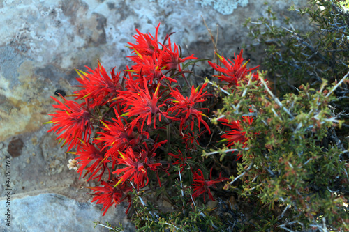 indian paintbrush in southern utah