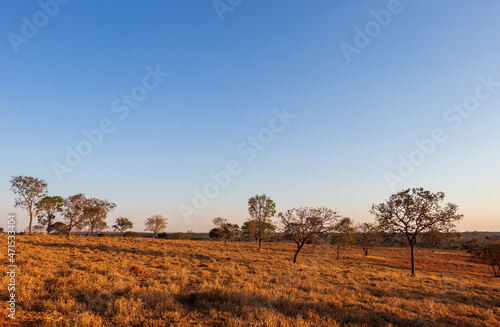 Paisagem típica do cerrado brasileiro em época de seca.