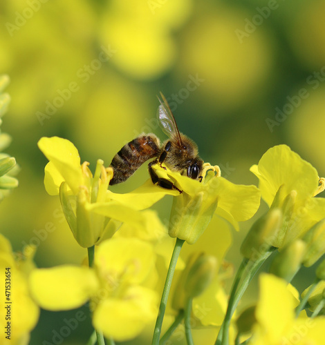 Westliche Honigbiene -  © Studio M. Brix
