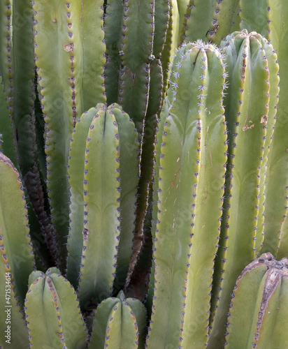 senita cactus closeup arizona