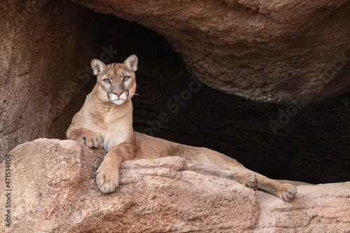 mountain lion in arizona