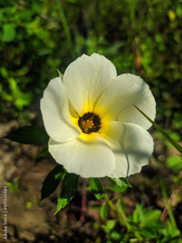 FLOR BRANCA E AMARELO FLOR BRANCA E AMARELO