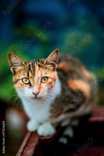 portrait of a cat © Betül Okandan