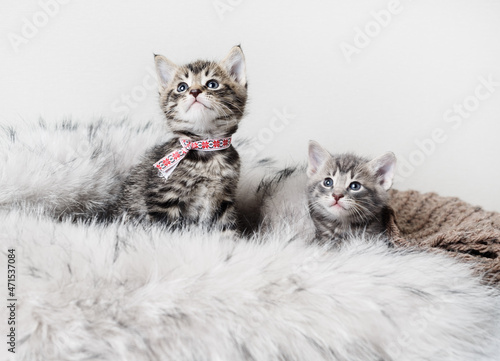Two cute tabby kittens on fur blanket. Selective focus. © Veresovich