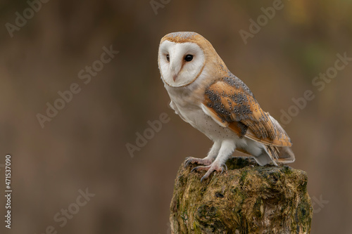 Beautiful Barn owl (Tyto alba) sitting on a tree stump. Autumn background. Noord Brabant in the Netherlands.                               